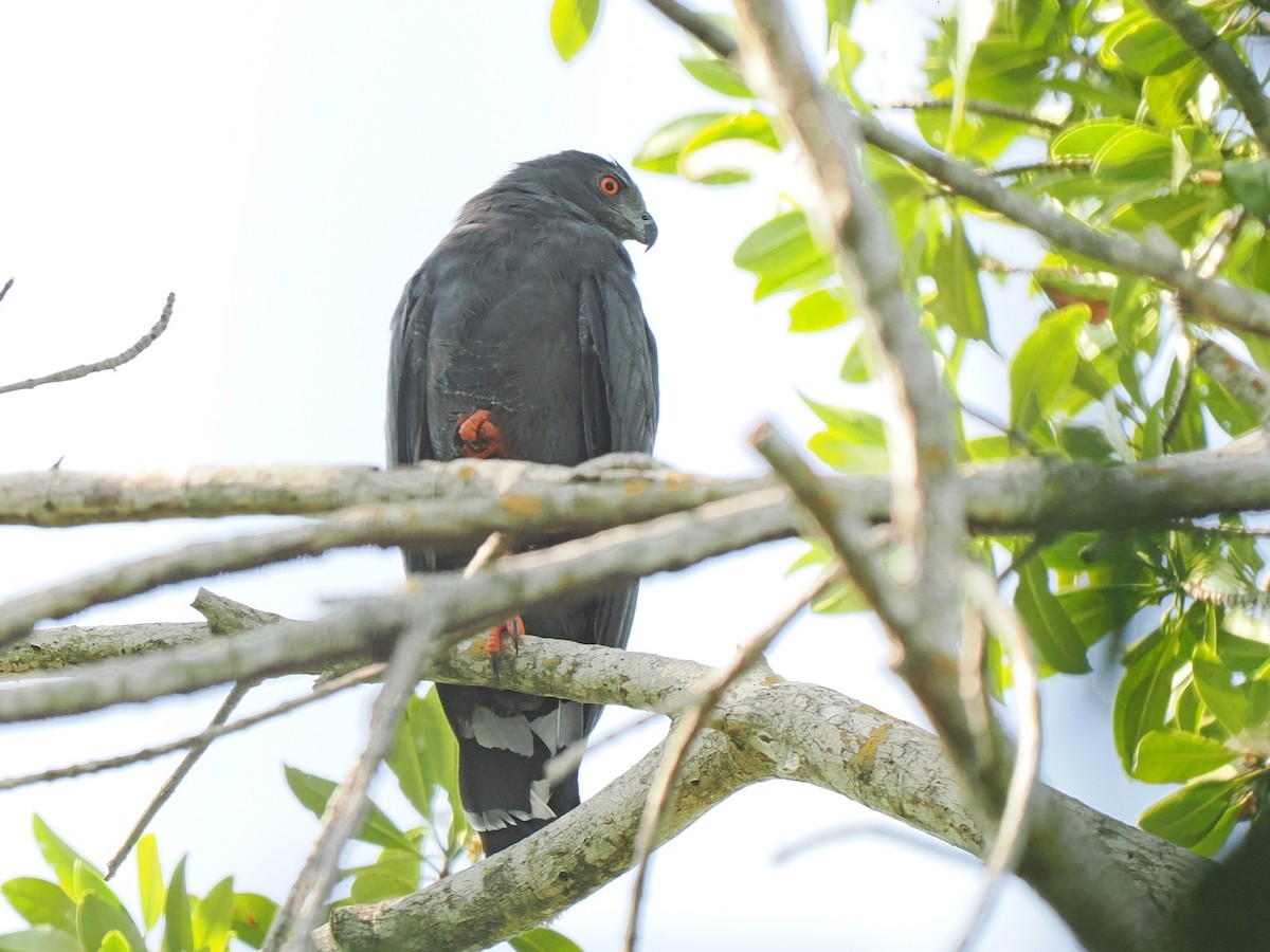 Crane Hawk - ML645921297