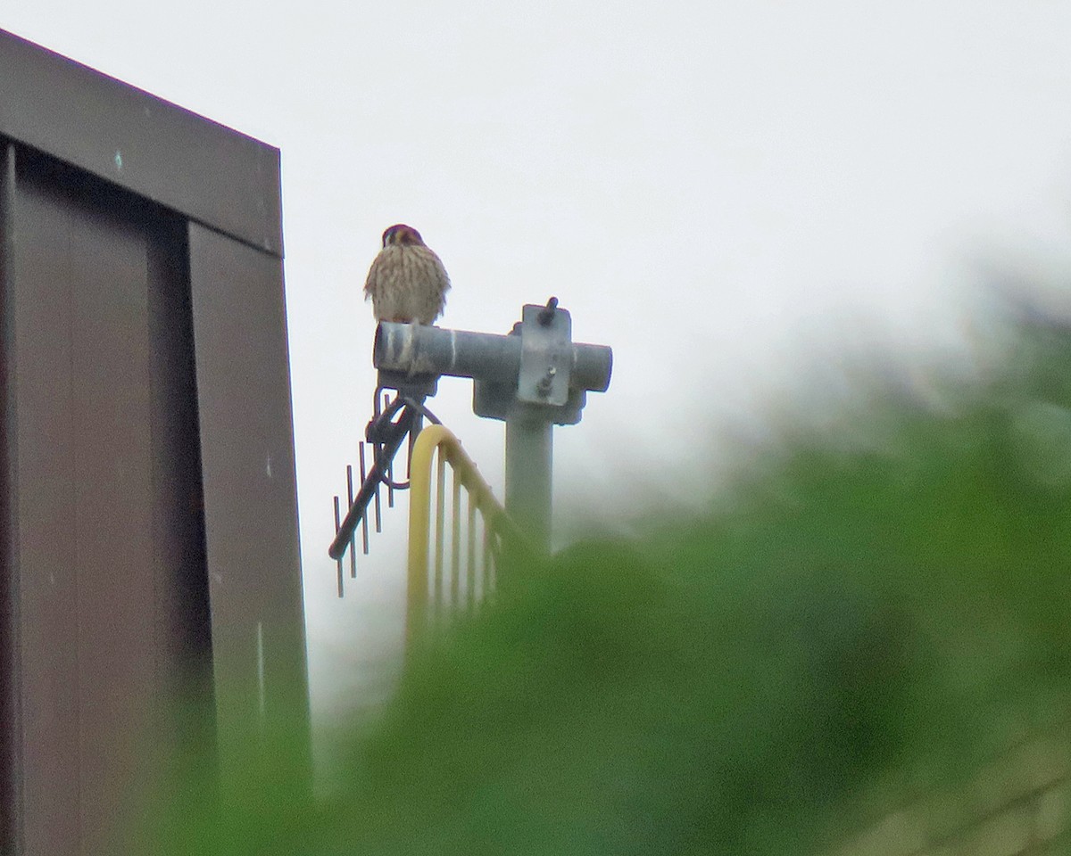 American Kestrel - ML645921301