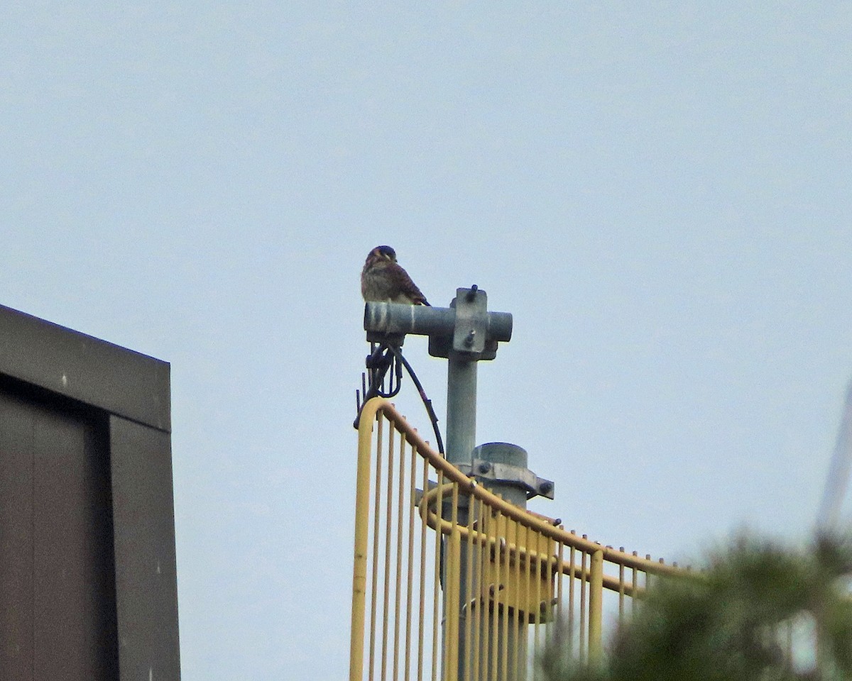 アメリカチョウゲンボウ - ML645921302