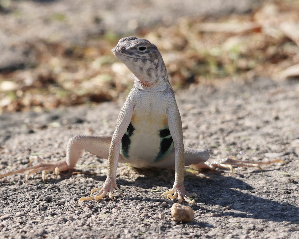 Zebra-tailed Lizard - ML645921314