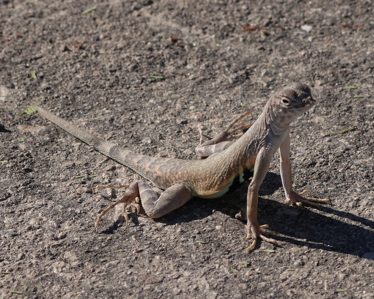 Zebra-tailed Lizard - ML645921315
