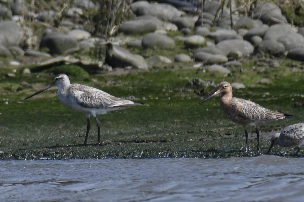 Bar-tailed Godwit - ML645921337