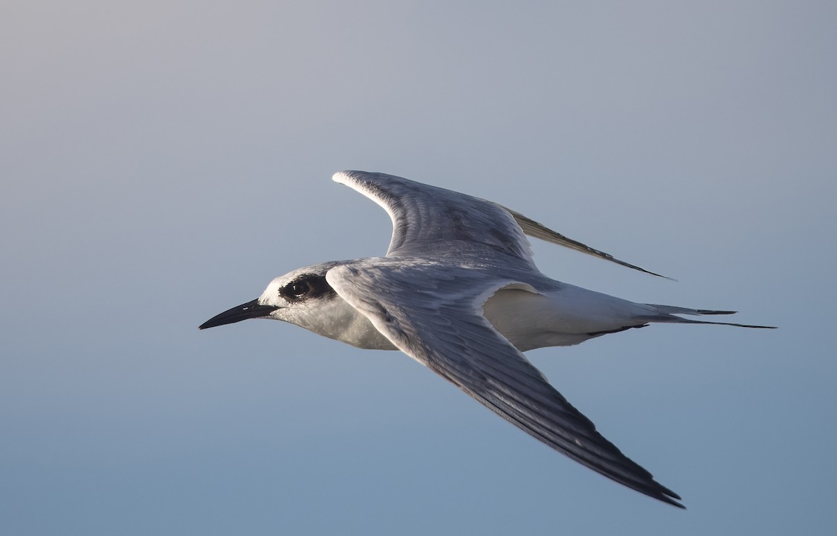 メリケンアジサシ - ML645921381