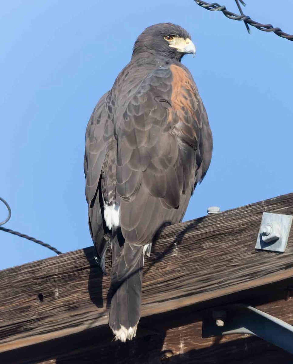 Harris zapelatza - ML645921390