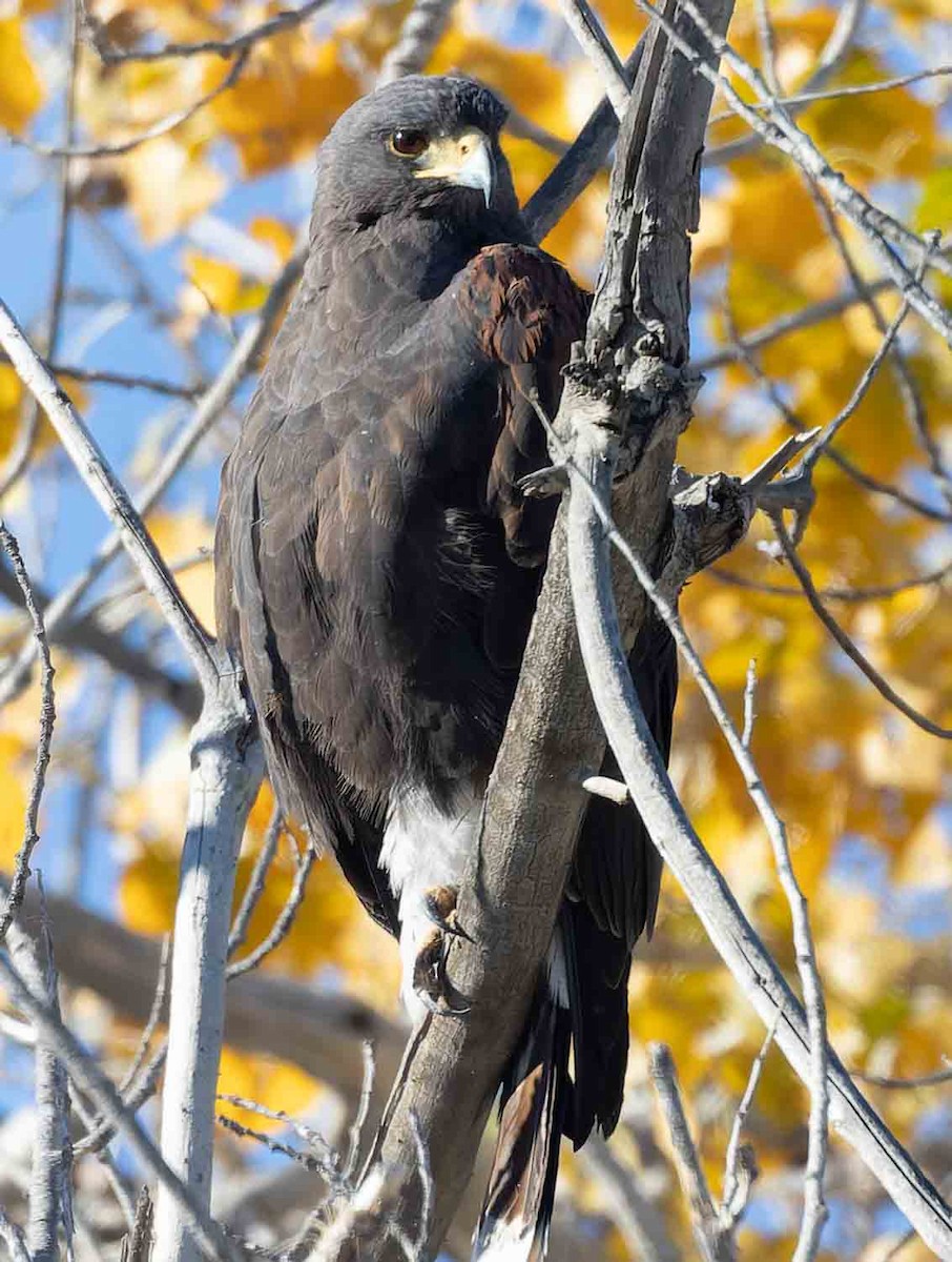 Harris zapelatza - ML645921391