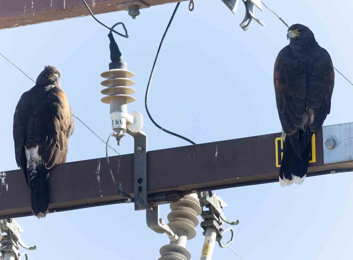 Harris zapelatza - ML645921392