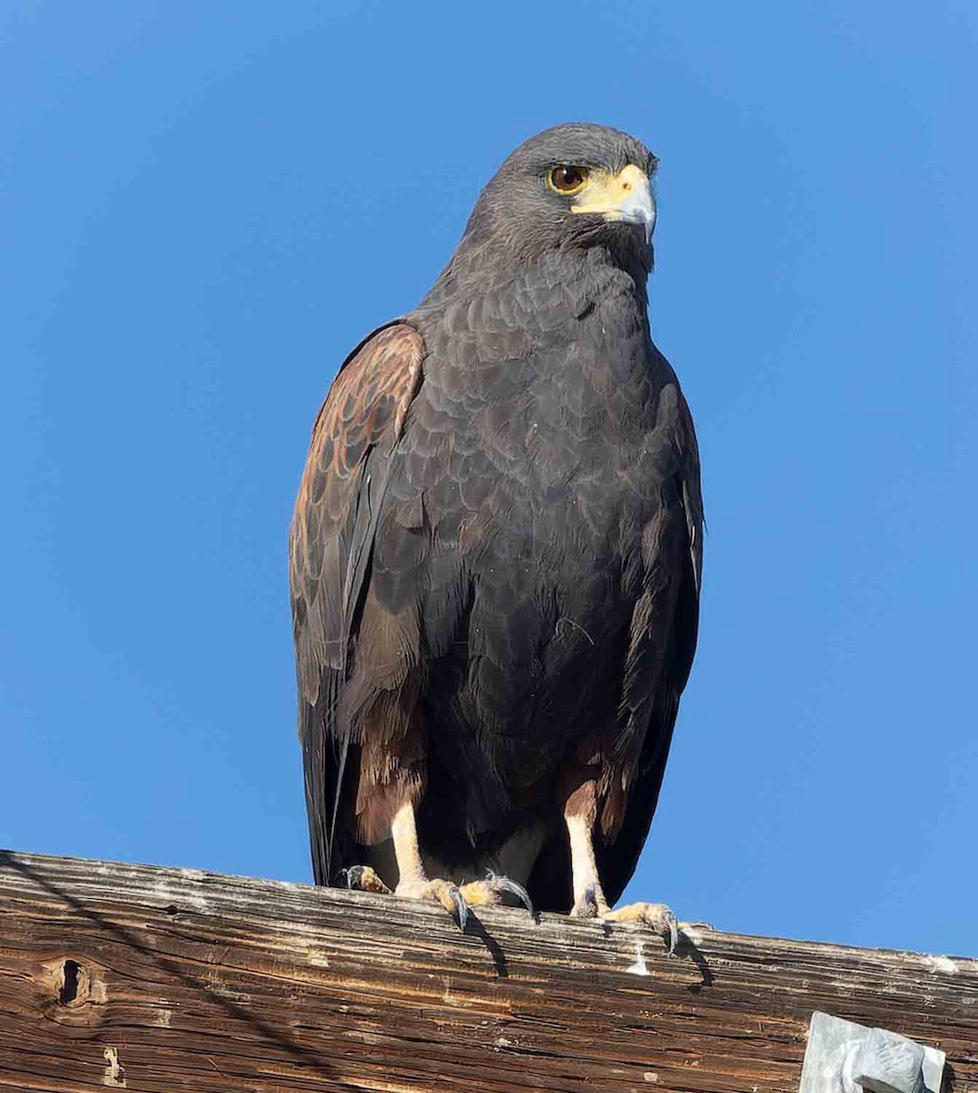 Harris zapelatza - ML645921393