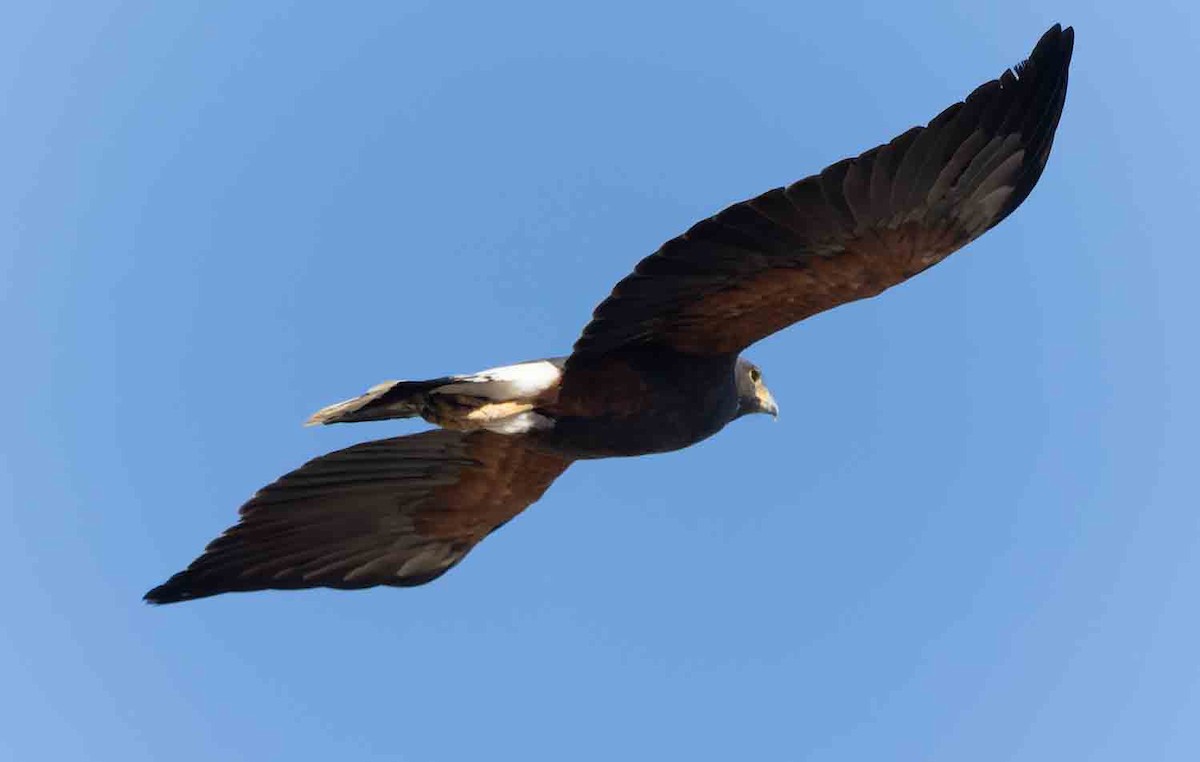 Harris zapelatza - ML645921396