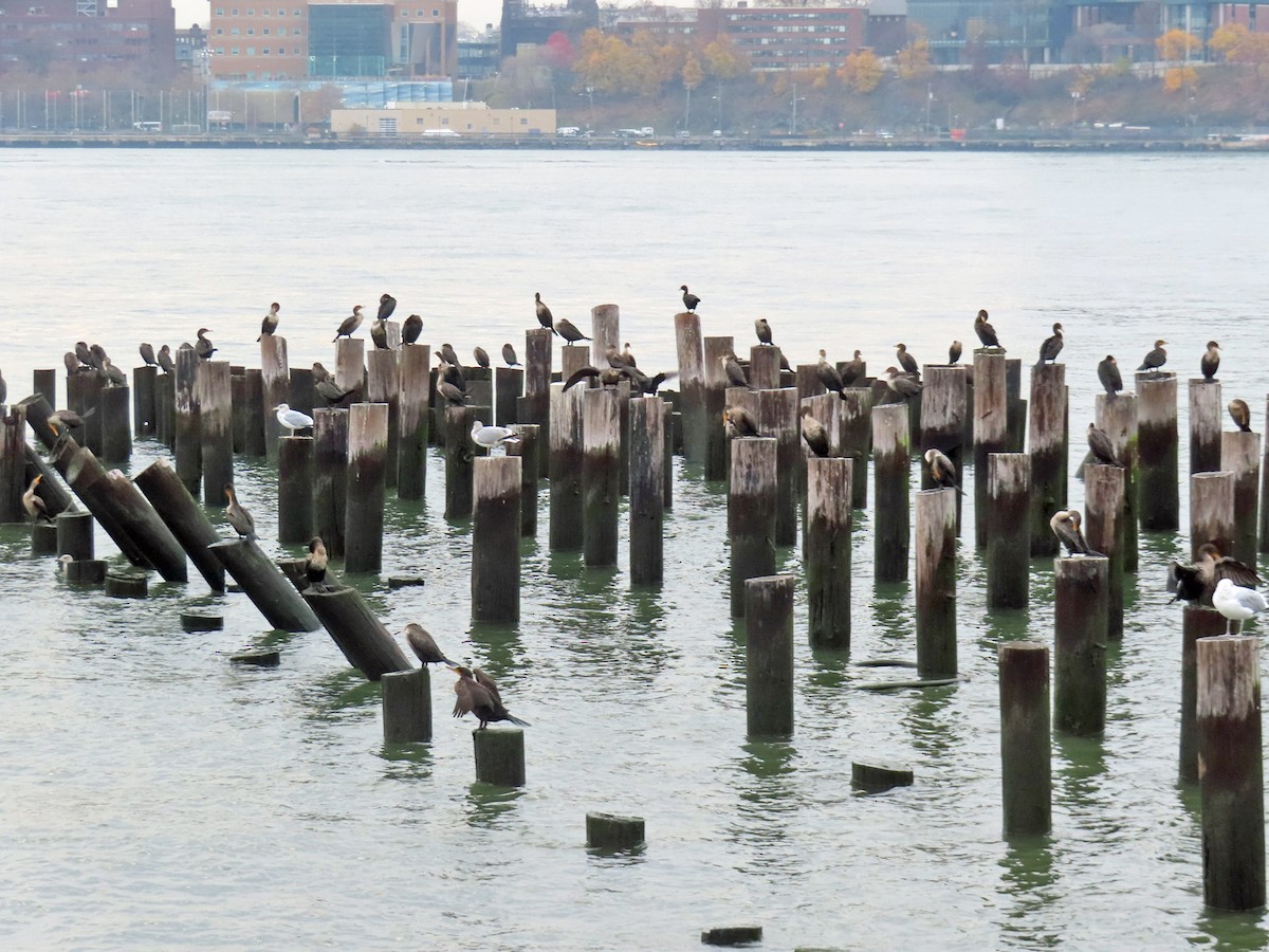 ミミヒメウ - ML645921397