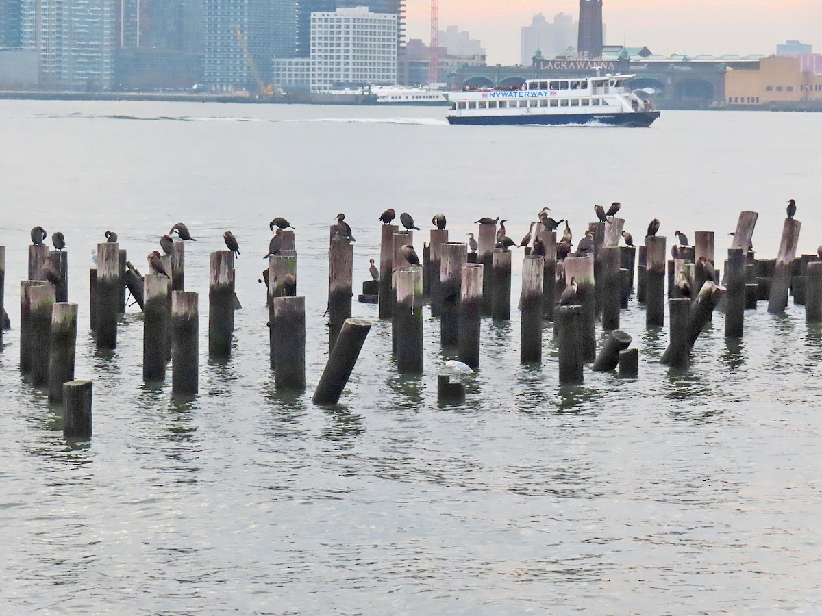 ミミヒメウ - ML645921398