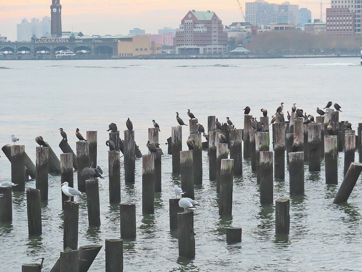 ミミヒメウ - ML645921399