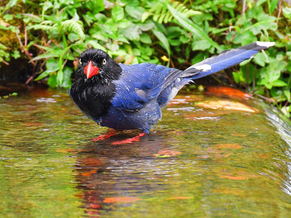 Taiwan Blue-Magpie - ML645921407