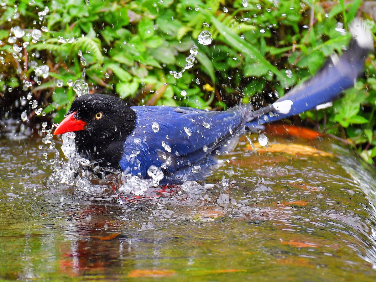 Taiwan Blue-Magpie - ML645921408