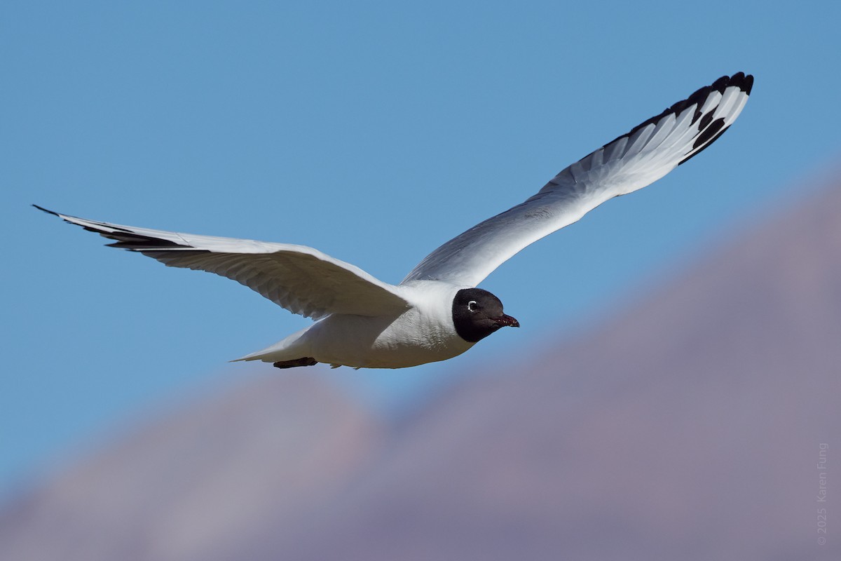 Mouette des Andes - ML645921411