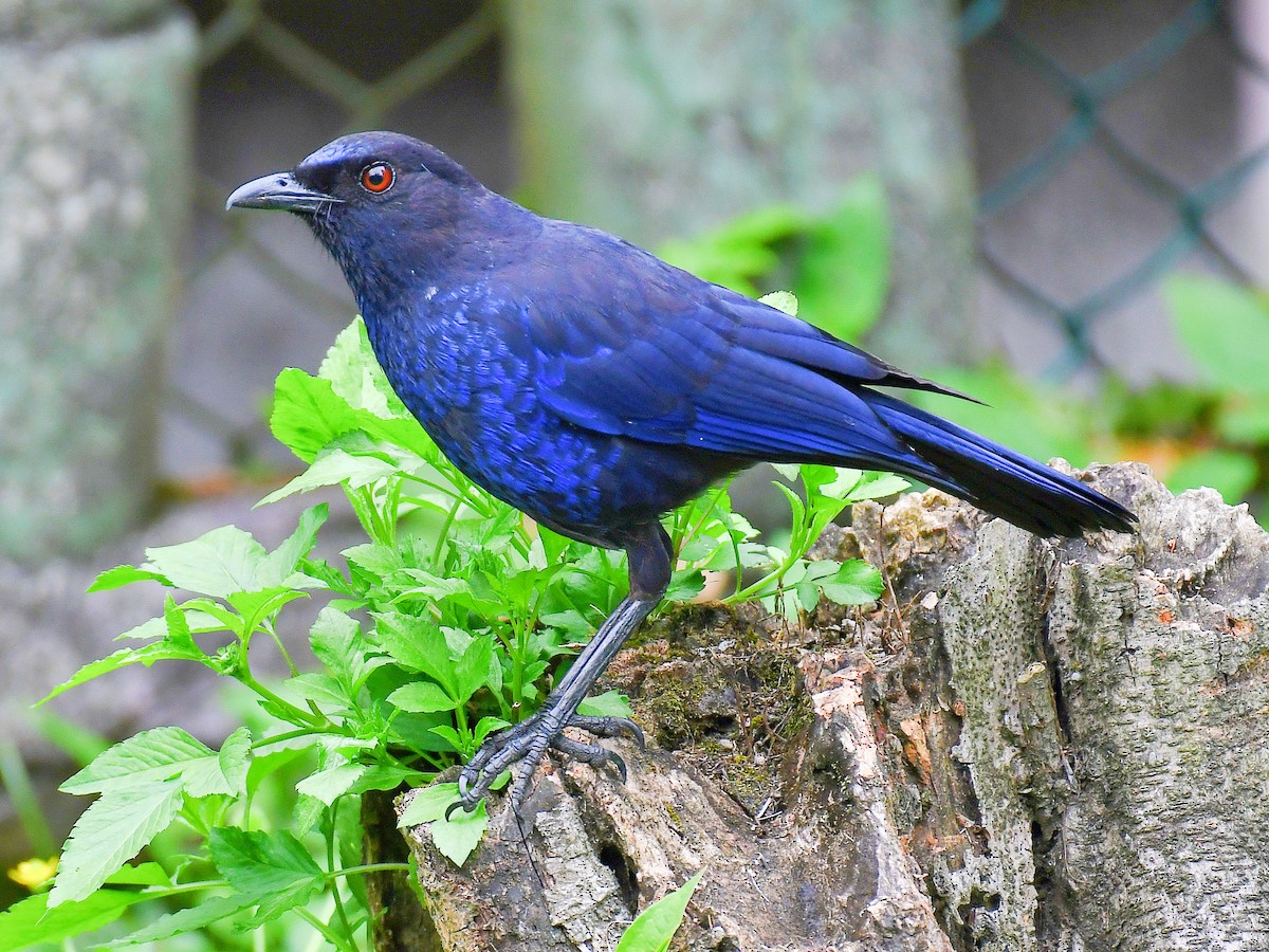 Taiwan Whistling-Thrush - ML645921415