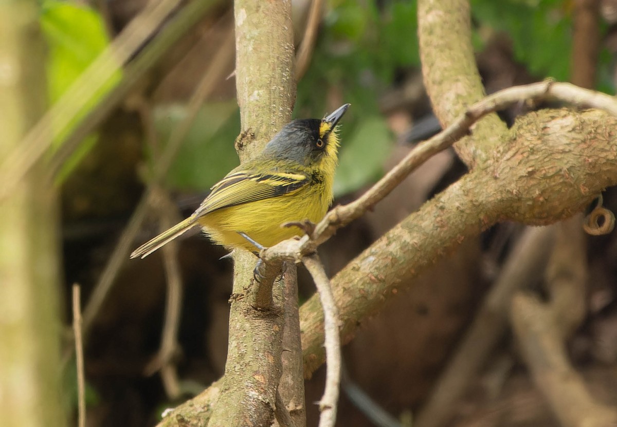 Gray-headed Tody-Flycatcher - ML645921420