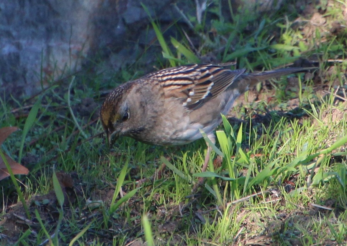 Golden-crowned Sparrow - ML645921422