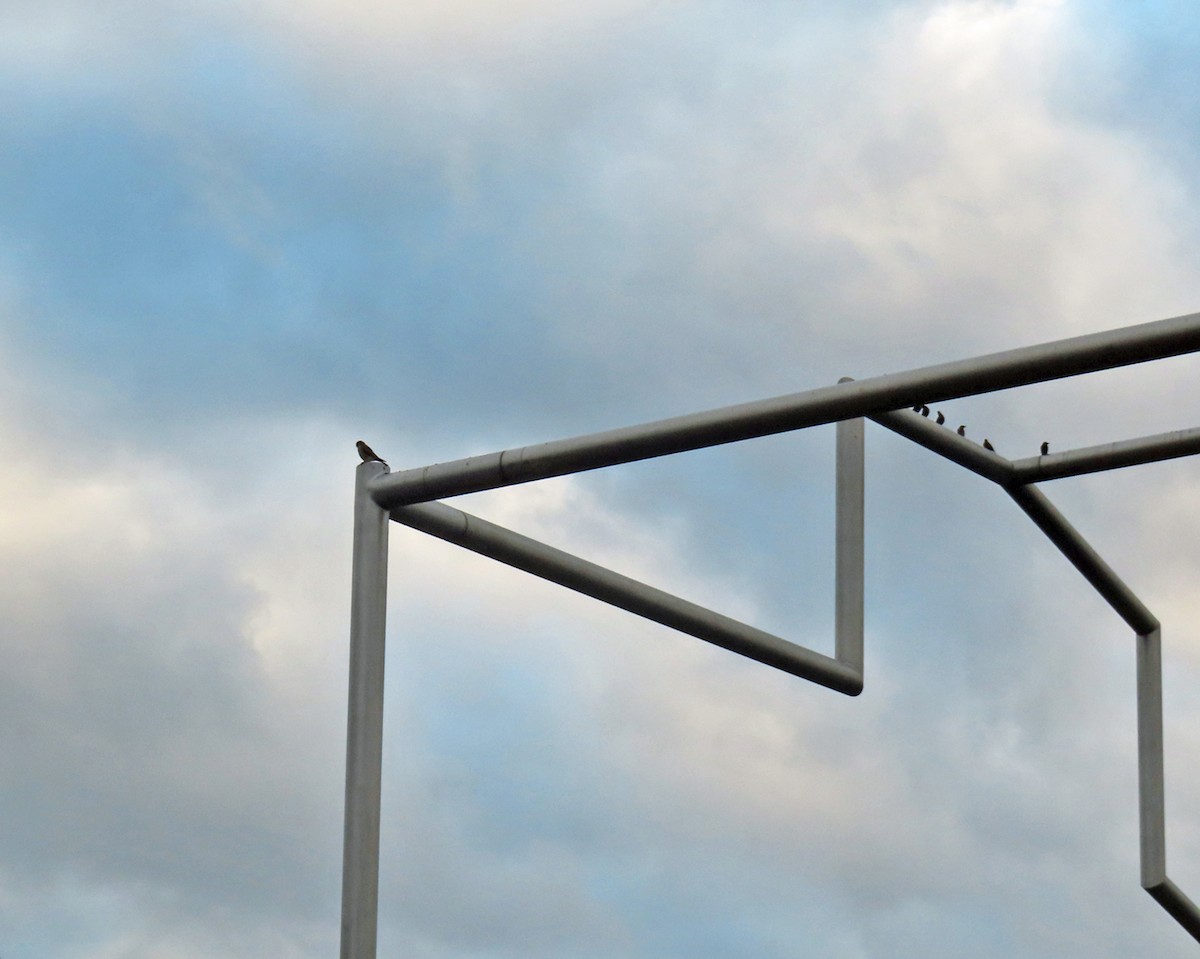 アメリカチョウゲンボウ - ML645921423