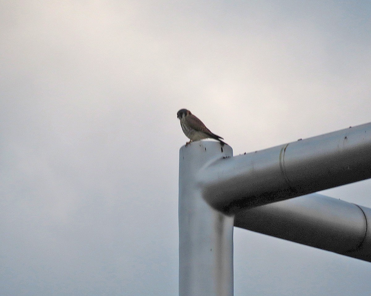 アメリカチョウゲンボウ - ML645921424