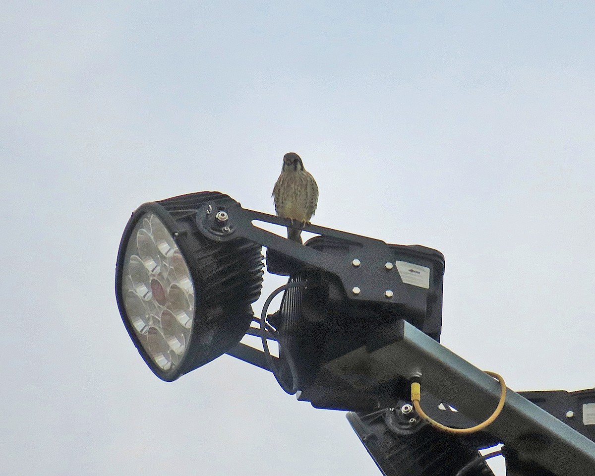 アメリカチョウゲンボウ - ML645921425