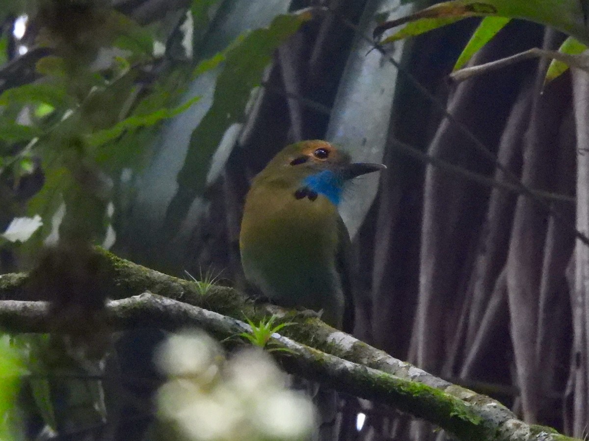 Blue-throated Motmot - ML645921431