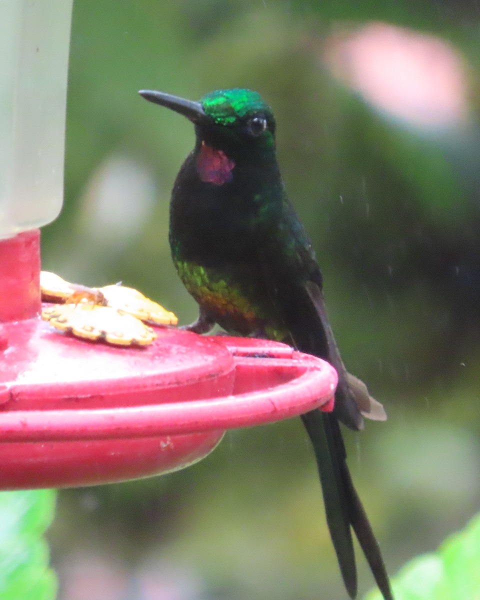 Empress Brilliant - ML645921448