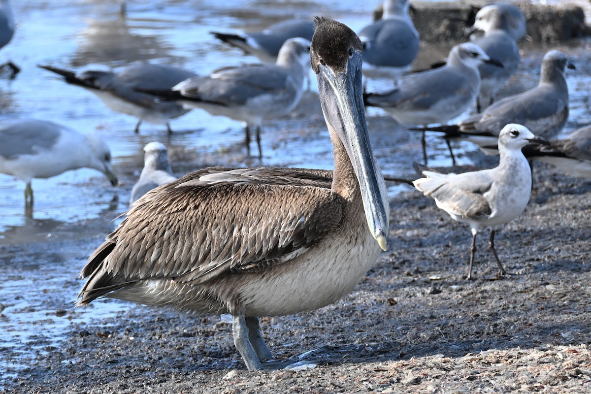 Pélican brun - ML645921449