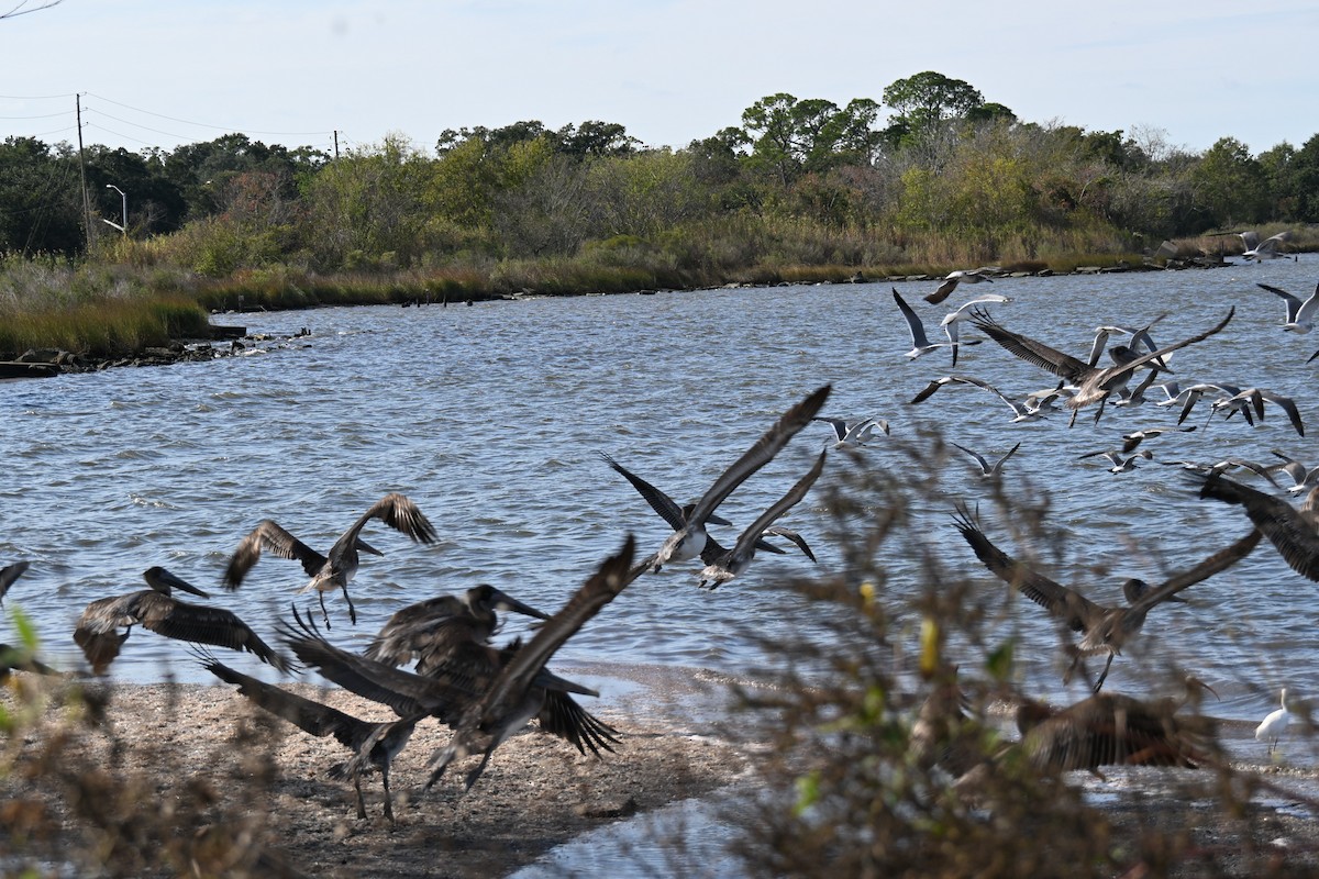 Pélican brun - ML645921450