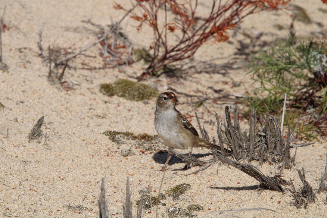 Белобровая овсянка - ML645921452
