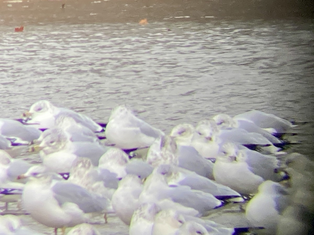 Goéland à bec cerclé - ML645921453