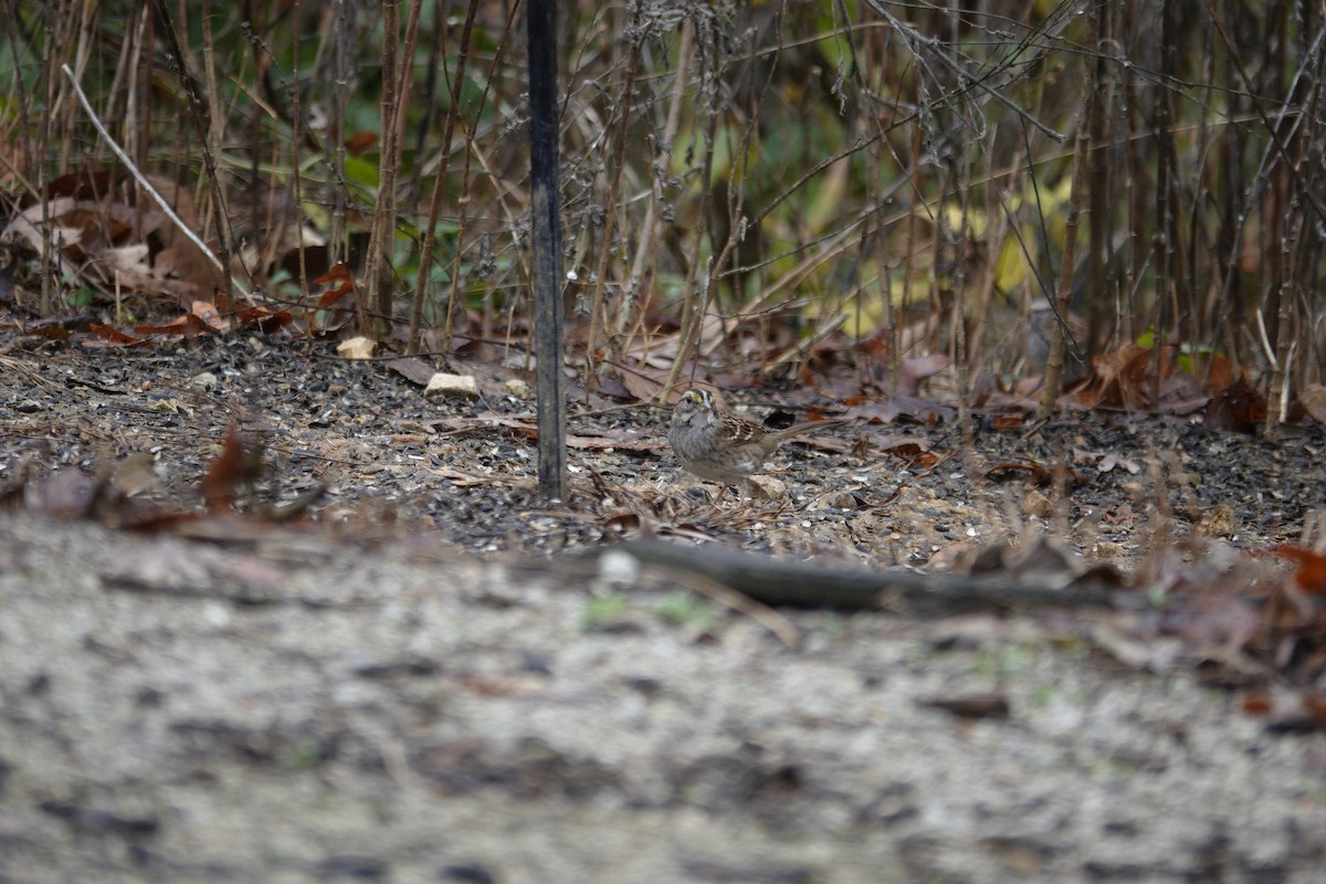 Bruant à gorge blanche - ML645921454