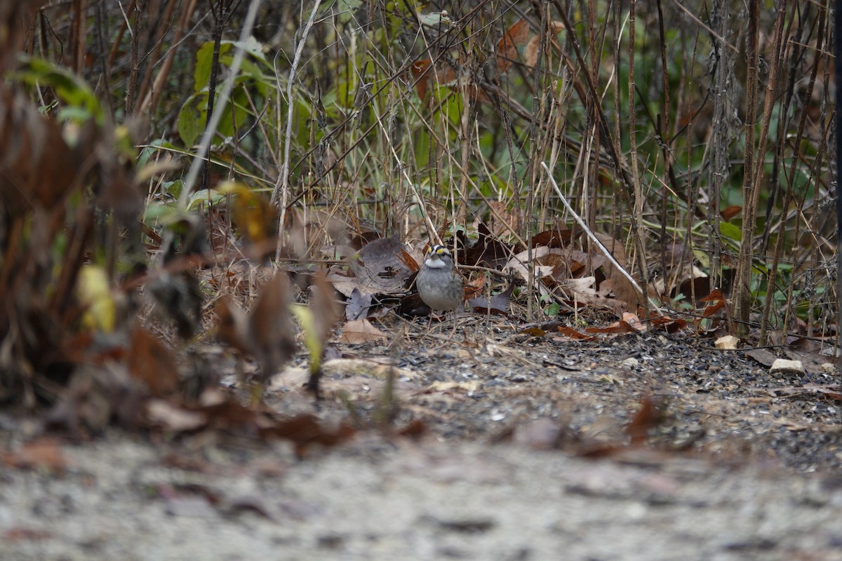 Bruant à gorge blanche - ML645921455
