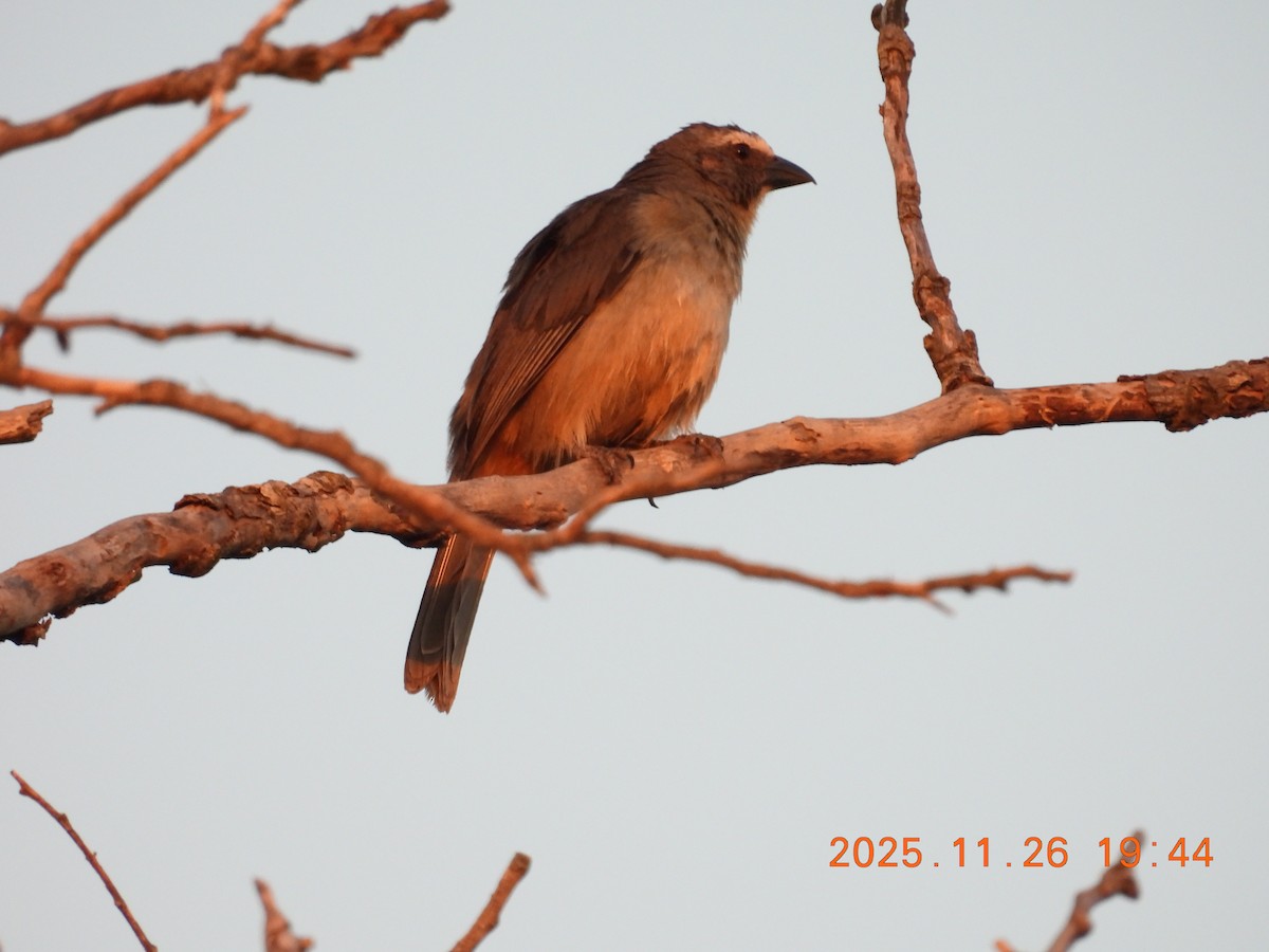 Saltator gris - ML645921456