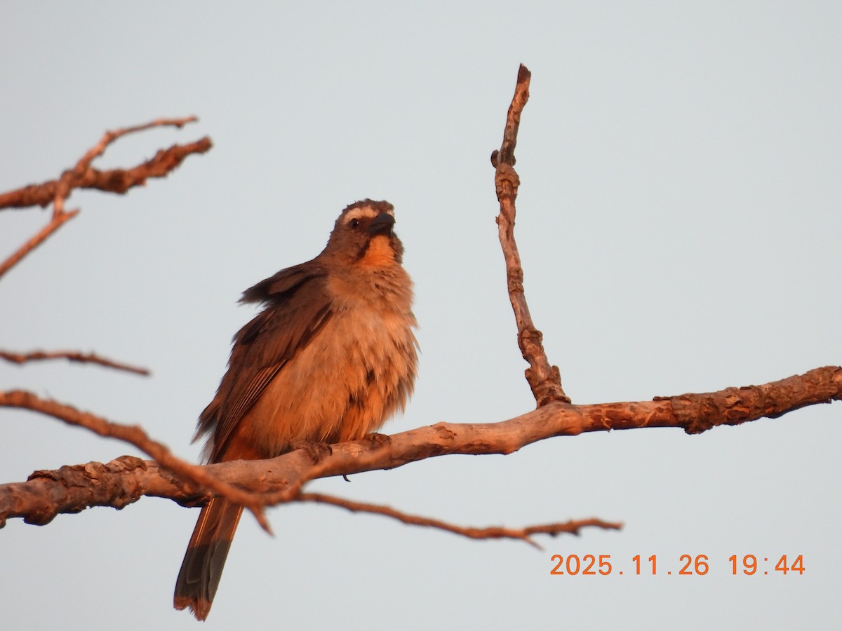 Saltator gris - ML645921457