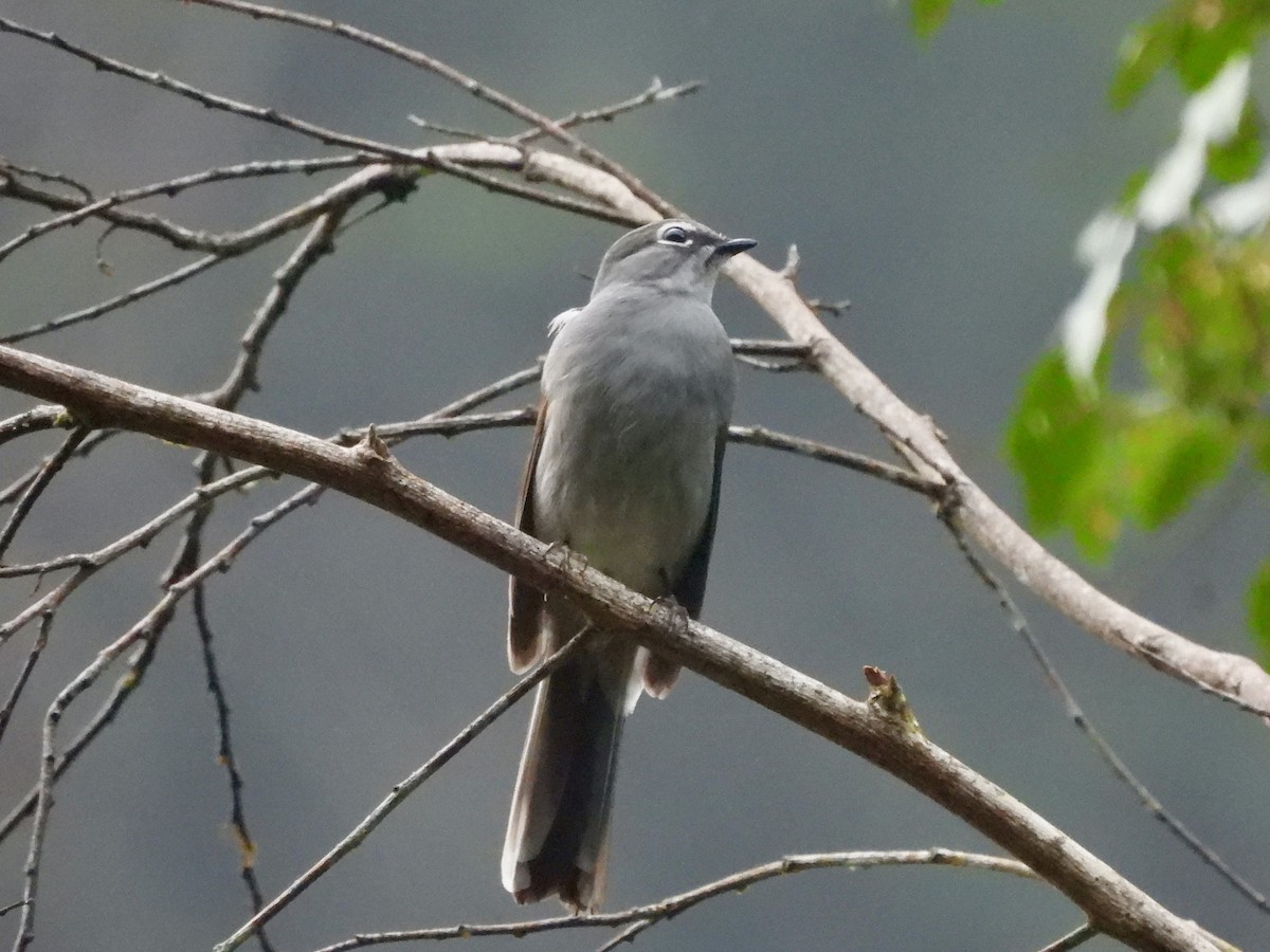 Solitaire à dos brun - ML645921458