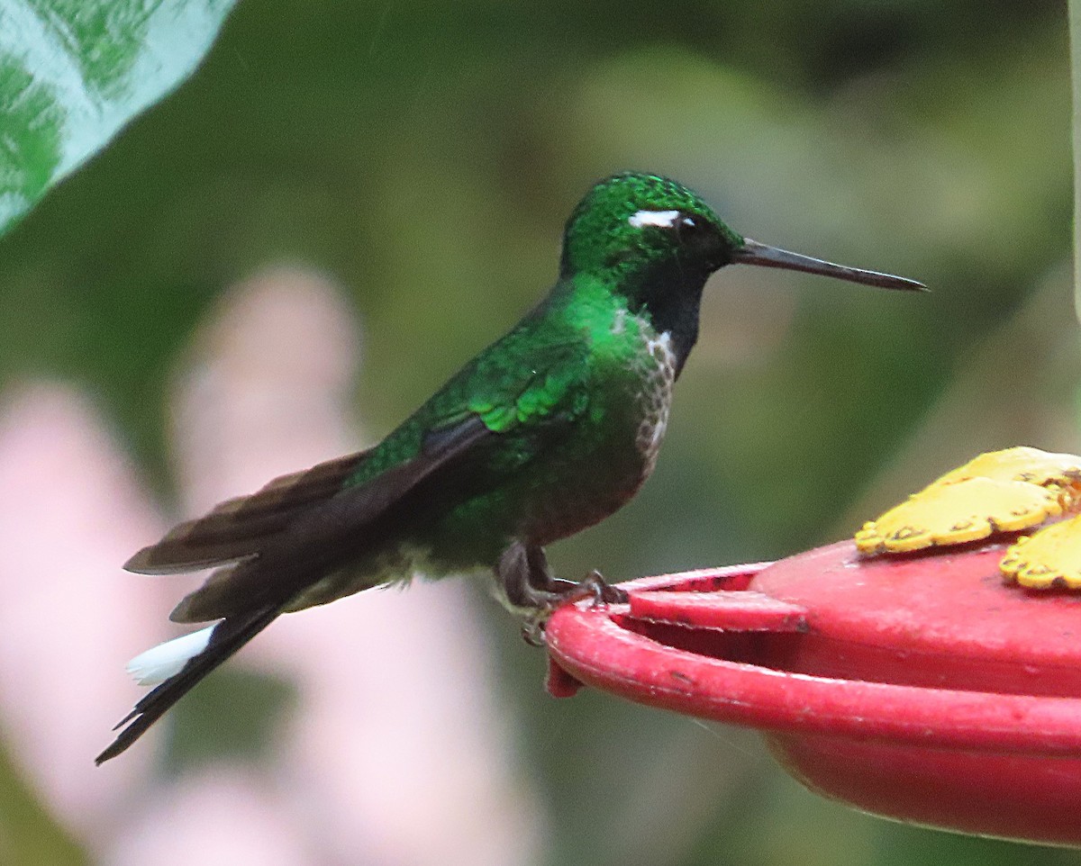 Colibri de Benjamin - ML645921459