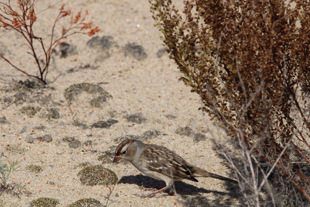 Bruant à couronne blanche - ML645921461