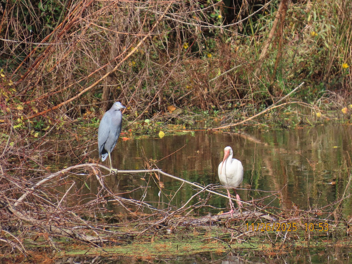 Aigrette bleue - ML645921462