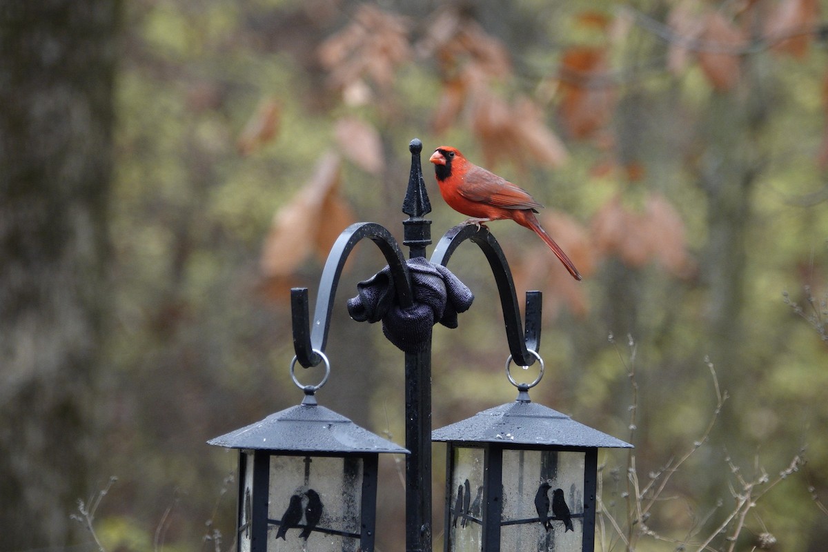 Cardinal rouge - ML645921463