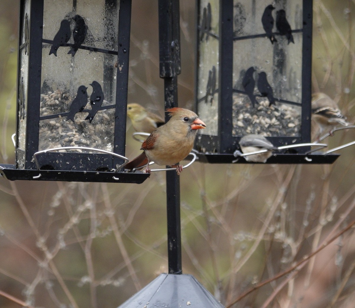 Cardinal rouge - ML645921464