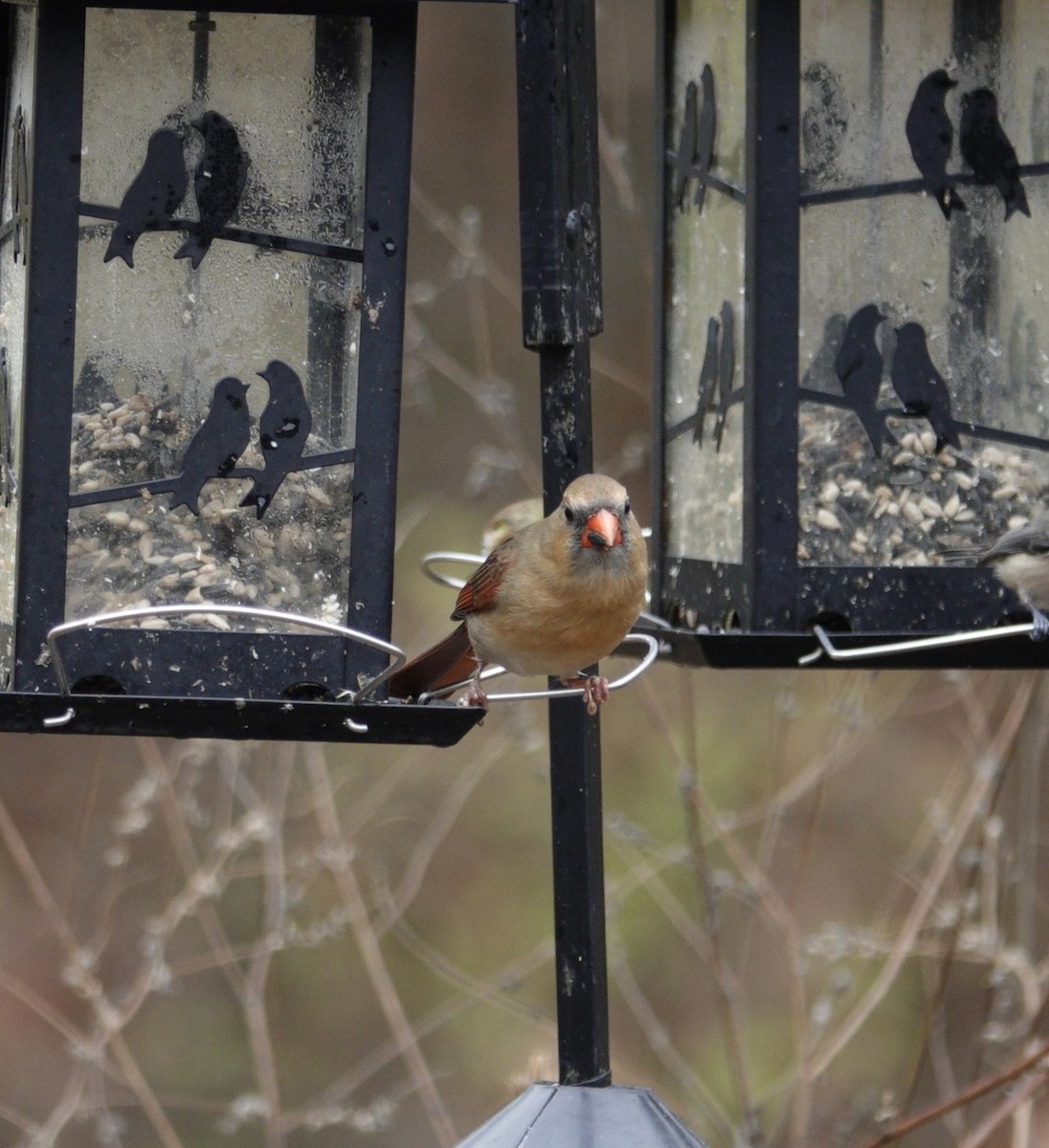 Cardinal rouge - ML645921465