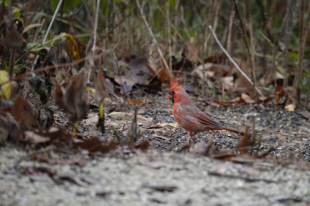 Cardinal rouge - ML645921466