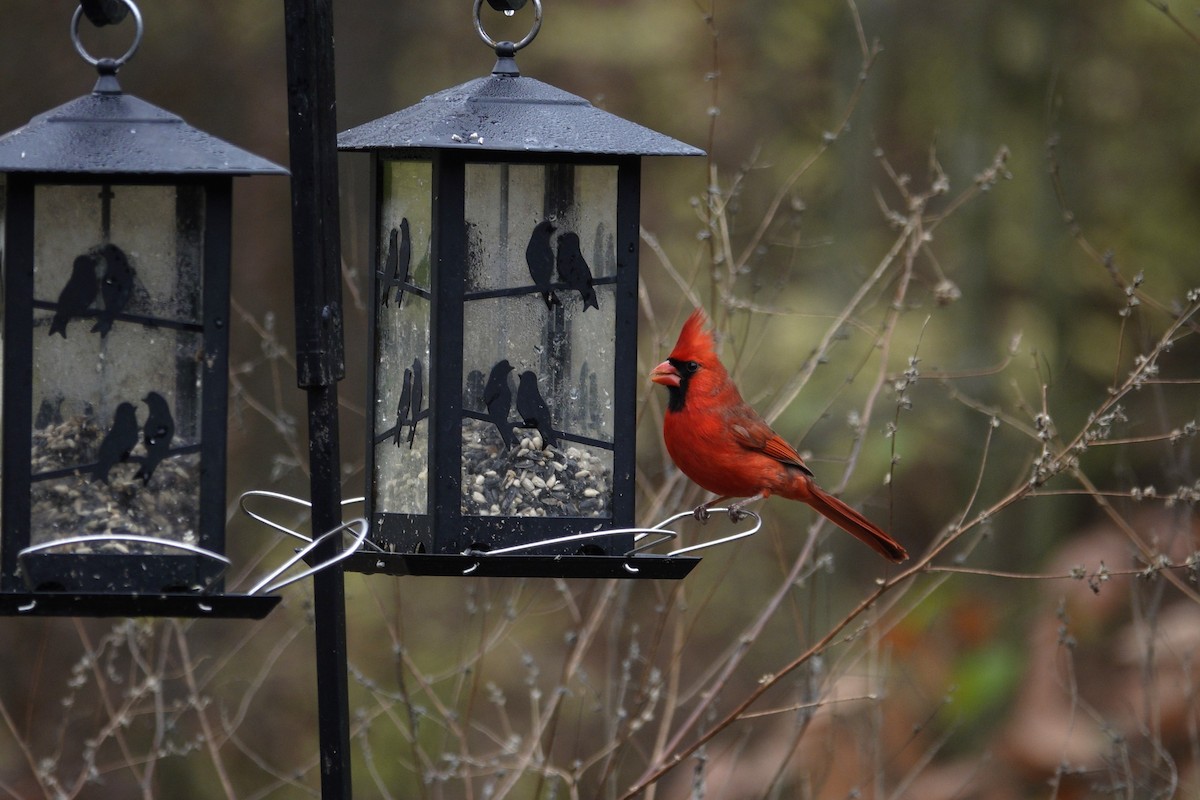 Cardinal rouge - ML645921467