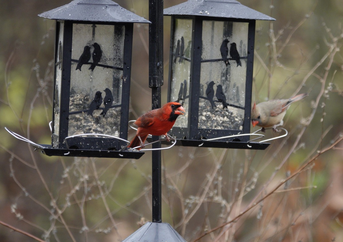 Cardinal rouge - ML645921468