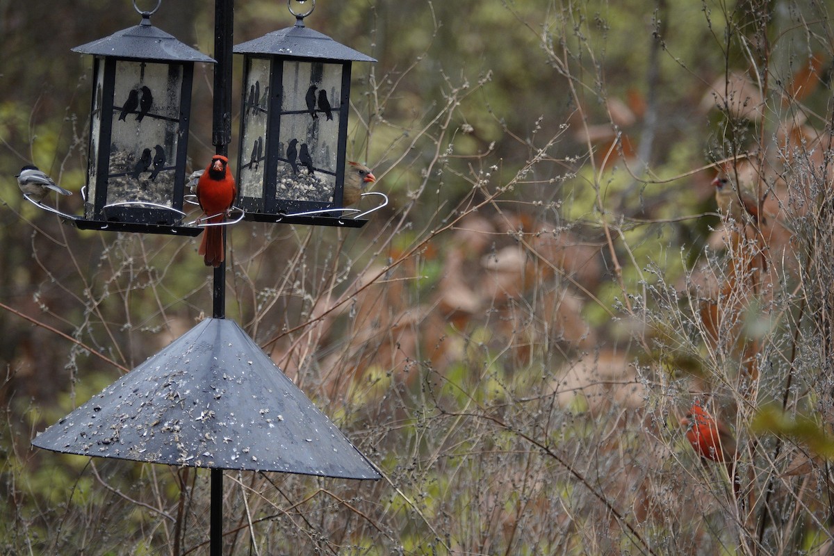 Cardinal rouge - ML645921469