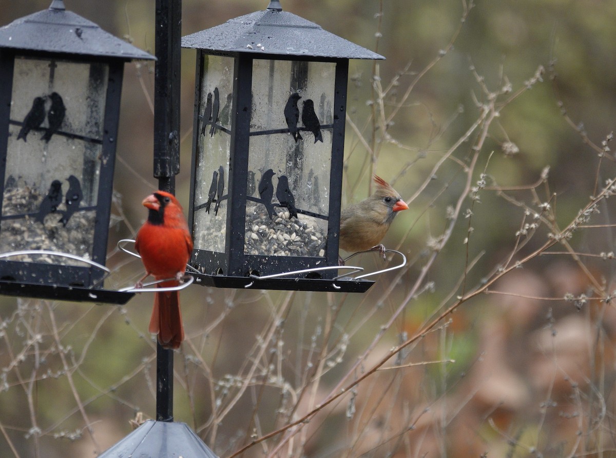 Cardinal rouge - ML645921470