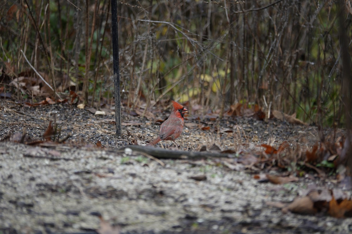 Cardinal rouge - ML645921472