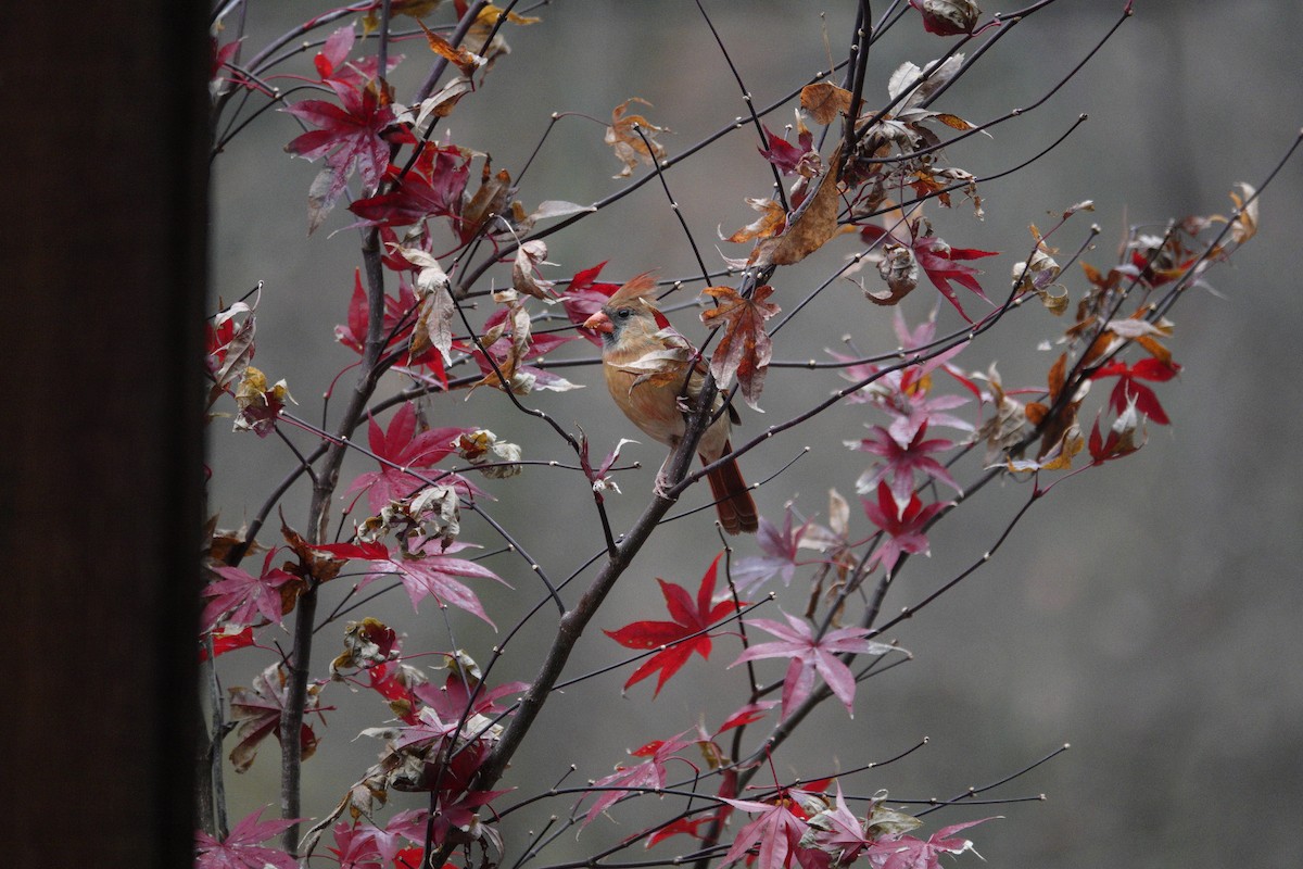 Cardinal rouge - ML645921473