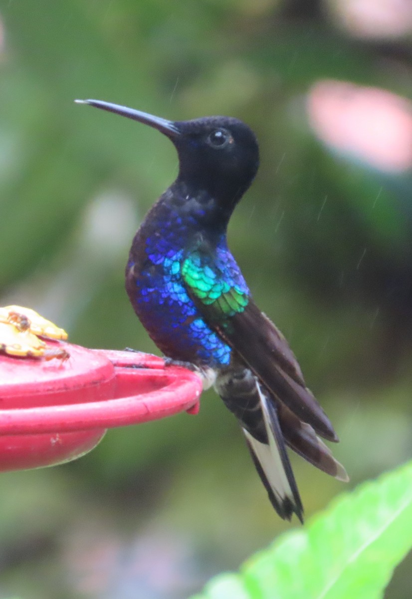 Colibri de Jardine - ML645921474