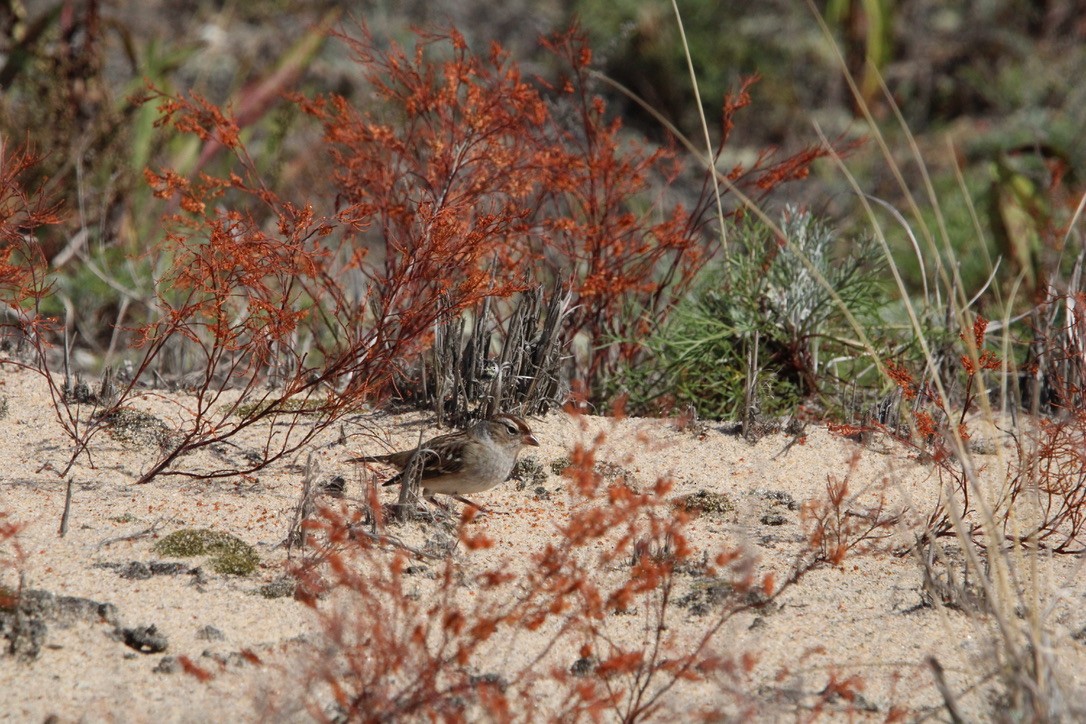 Bruant à couronne blanche - ML645921475